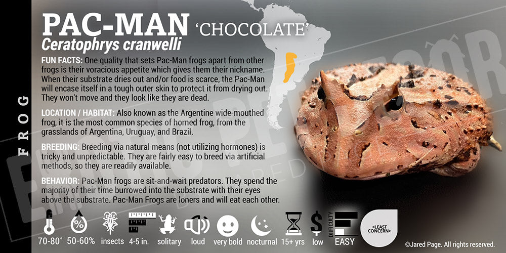 Ceratophrys cranwelli 'Pacman'