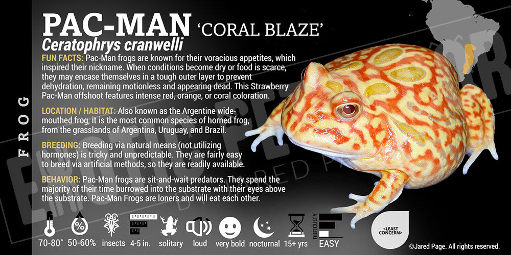 Ceratophrys cranwelli 'Pacman'