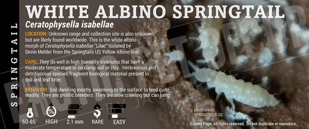 Ceratophysella isabellae 'Lilac' Springtail