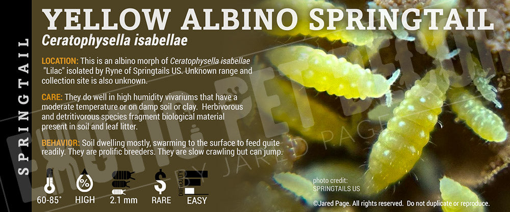 Ceratophysella isabellae 'Lilac' Springtail