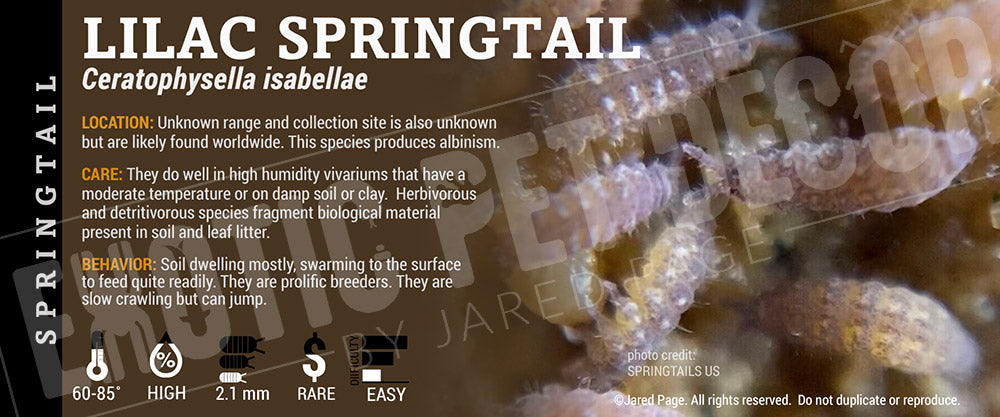 Ceratophysella isabellae 'Lilac' Springtail