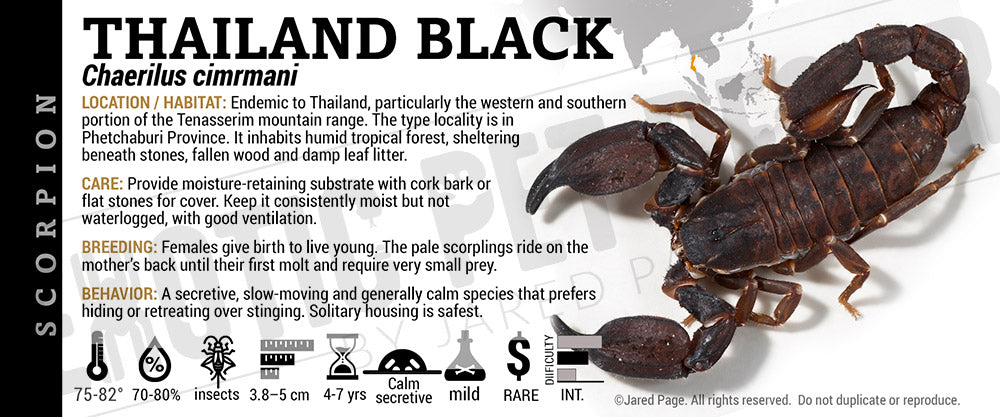 Chaerilus cimrmani 'Thailand black' Scorpion label