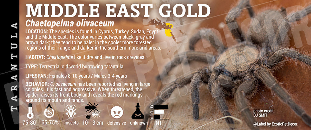 Chaetopelma olivaceum 'Middle East Black' Tarantula label