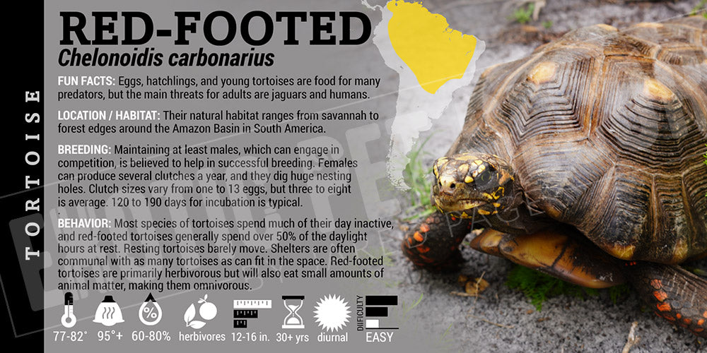Chelonoidis carbonarius 'Red Footed' Tortoise
