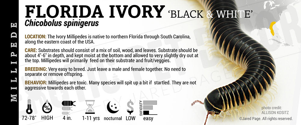 Chicobulus spinigerus 'Ivory' Millipede