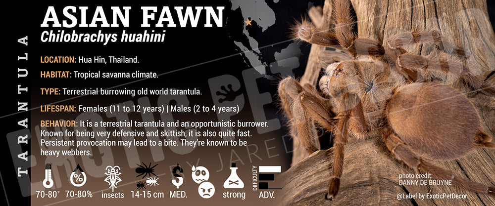 Chilobrachys huahini 'Asian Fawn' Tarantula label