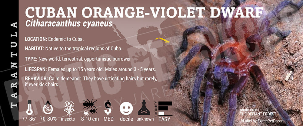 Citharacanthus cyaneus 'Cuban Orange Violet Dwarf' Tarantula Cards and  Enclosure Labels