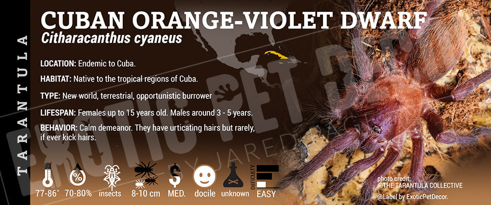Citharacanthus cyaneus 'Cuban Orange Violet Dwarf' Tarantula
