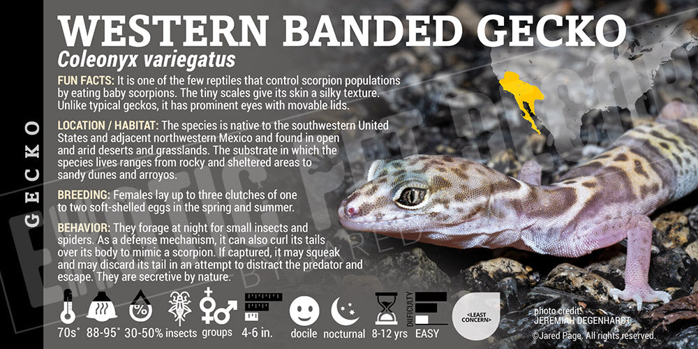 Coleonyx variegatus 'Western Banded' Gecko label