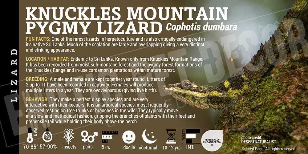 Cophotis dumbara 'Knuckles Mountain Pygmy Lizard' label