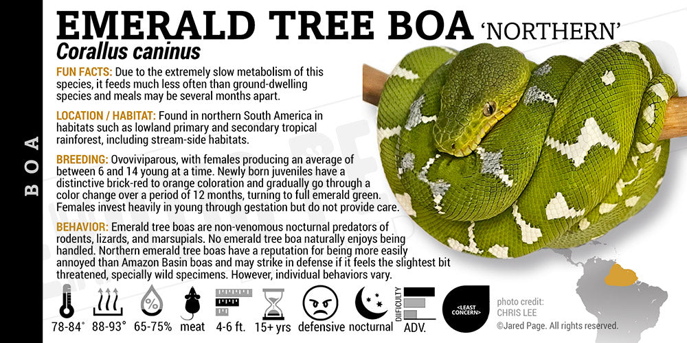 Corallus caninus 'Emerald Tree' Boa