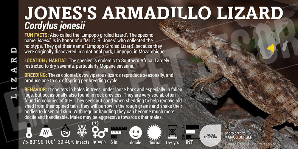 Cordylus jonesii 'Jones's Armadillo Lizard'