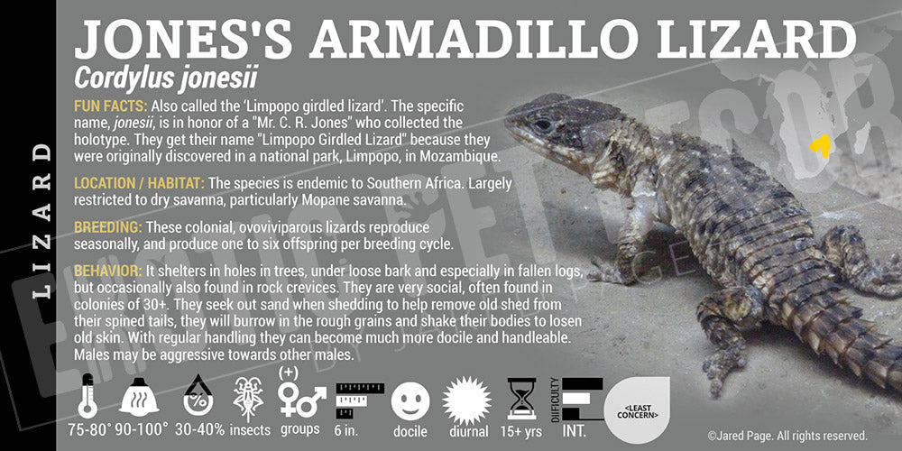 Cordylus jonesii 'Jones's Armadillo Lizard'