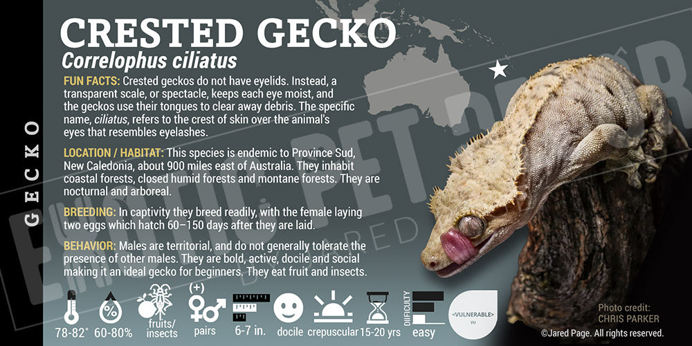 Correlophua ciliatus 'Crested' Gecko