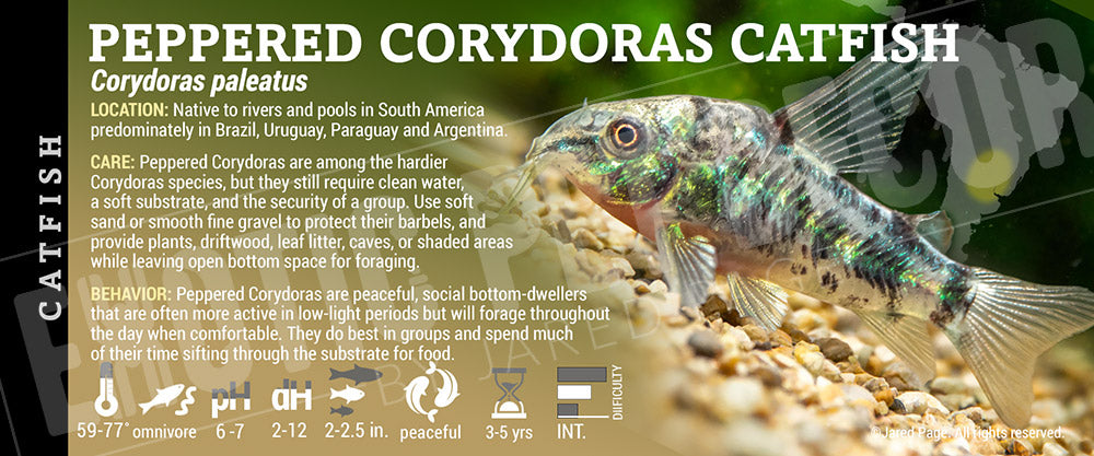 Corydoras paleatus 'Peppered Corydoras Catfish' Fish label