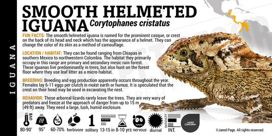 Corytophanes cristatus 'Smooth Helmeted' Iguana