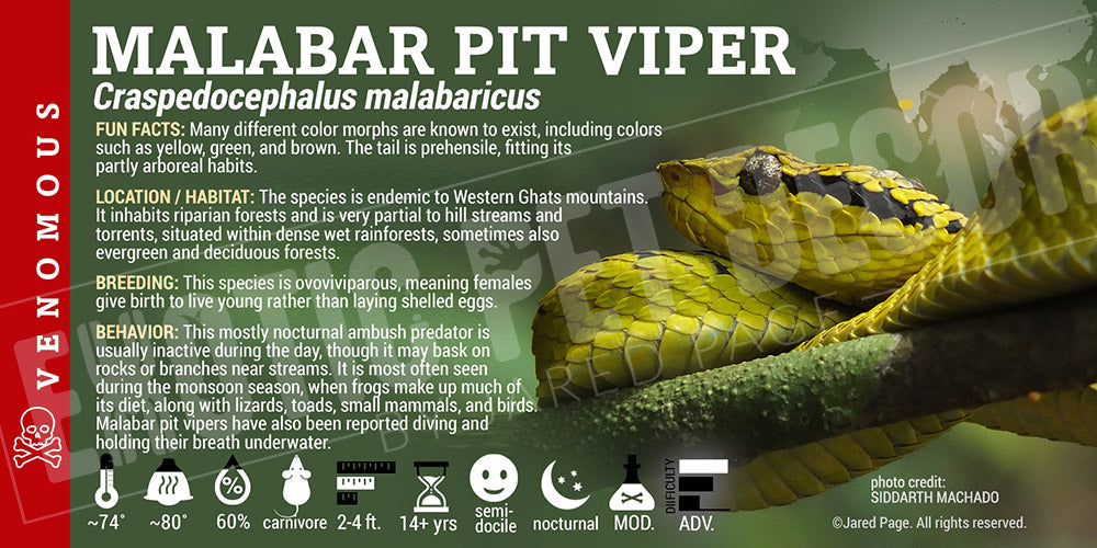 Craspedocephalus malabaricus 'Malabar Pit Viper' label