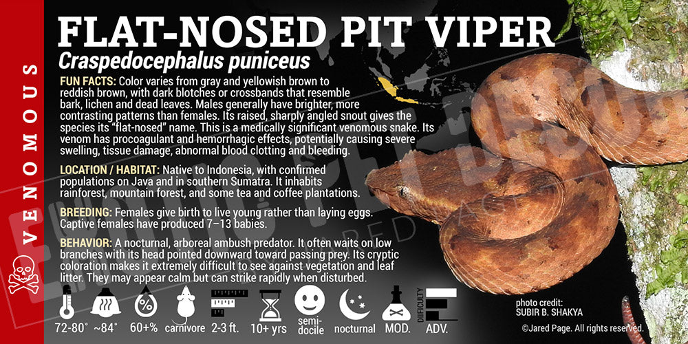 Craspedocephalus puniceus 'Flat-Nosed Ashy Pit Viper' label
