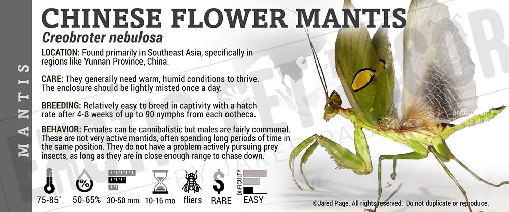 Creobroter nebulosa 'Chinese Flower' Mantis