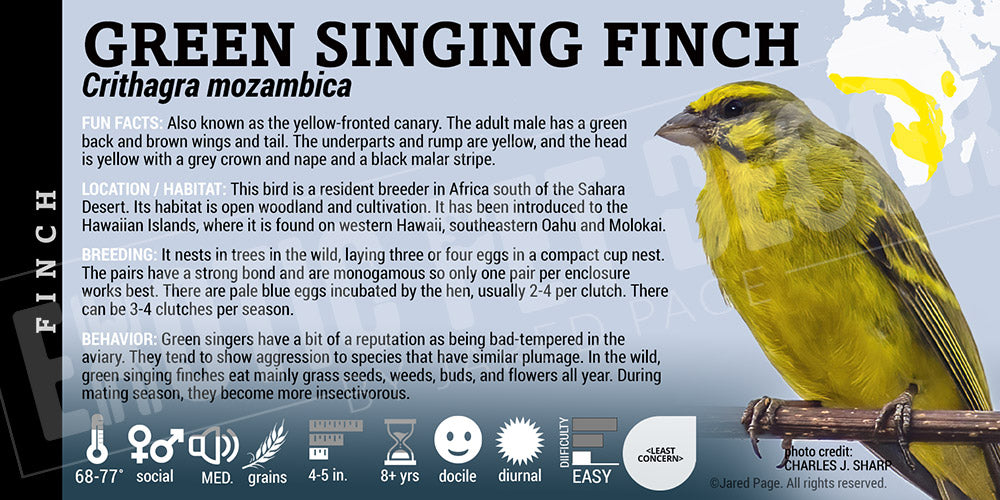 Crithagra mozambica 'Green Singing Finch'