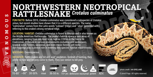 Crotalus culminatus 'Northwestern Neotropical' Rattlesnake