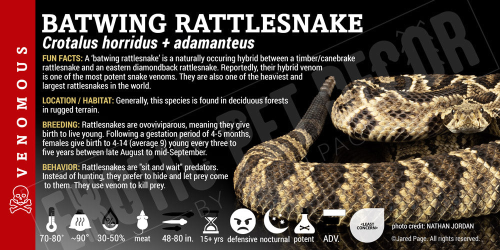 Crotalus horridus + adamanteus 'Batwing Rattlesnake"
