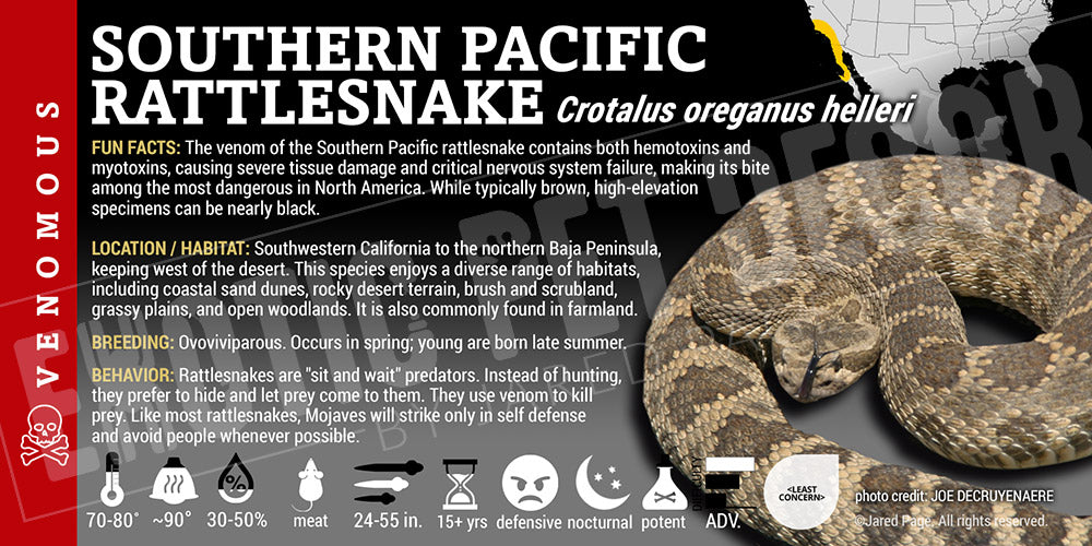 Crotalus oreganus helleri 'Southern Pacific' Rattlesnake