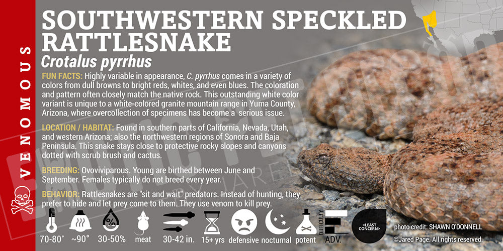 Crotalus pyrrhus 'Southwestern Speckled' Rattlesnake