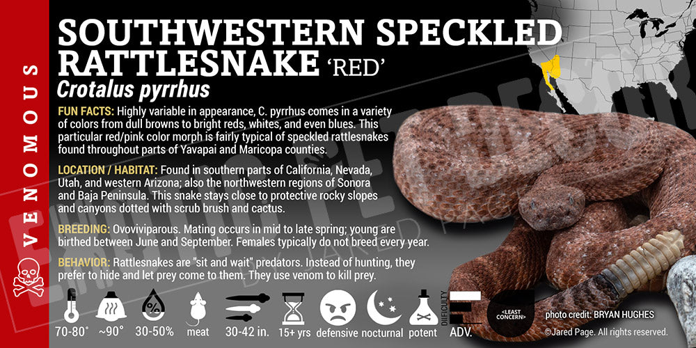 Crotalus pyrrhus 'Southwestern Speckled' Rattlesnake