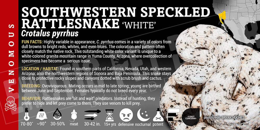 Crotalus pyrrhus 'Southwestern Speckled' Rattlesnake