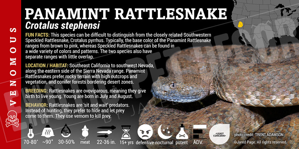 Crotalus stephensi 'Panamint' Rattlesnake label