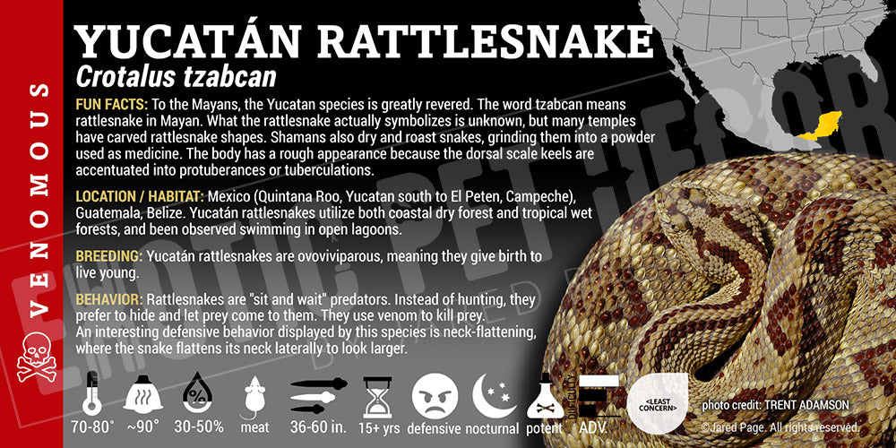 Crotalus tzabcan 'Yucatán' Rattlesnake