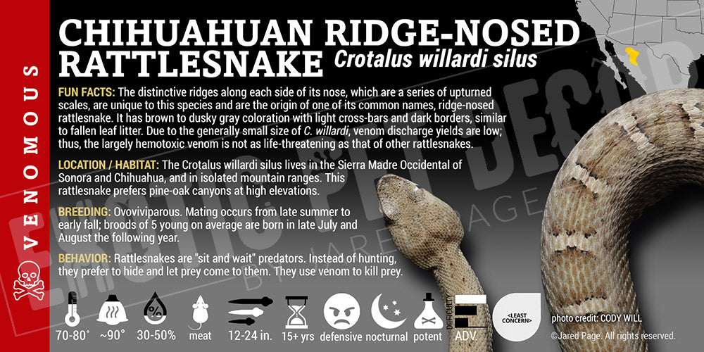Crotalus willardi silus 'Chihuahuan Ridge-nosed' Rattlesnake