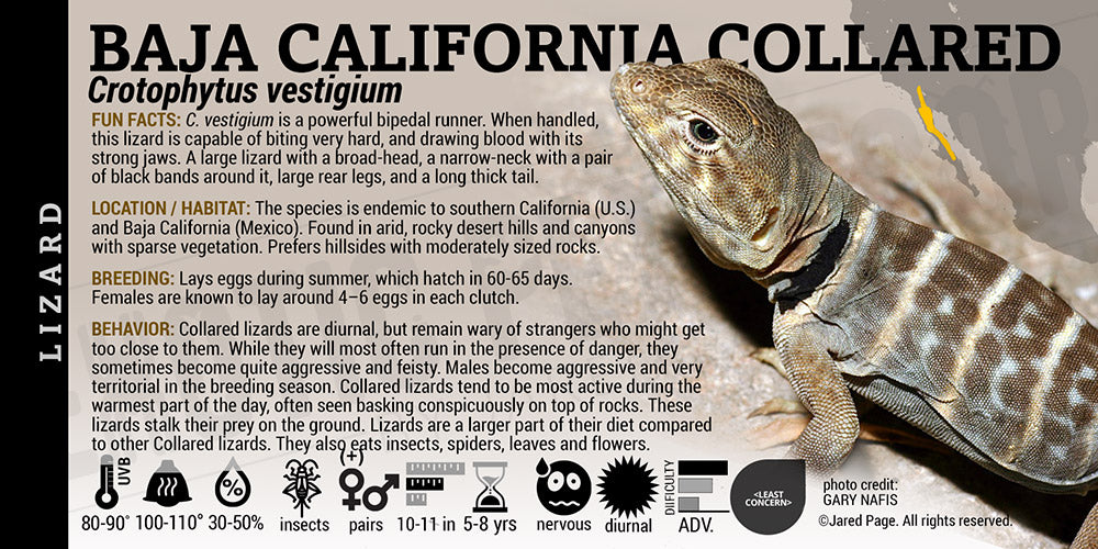 Crotophytus vestigium 'Baja Collared' Lizard
