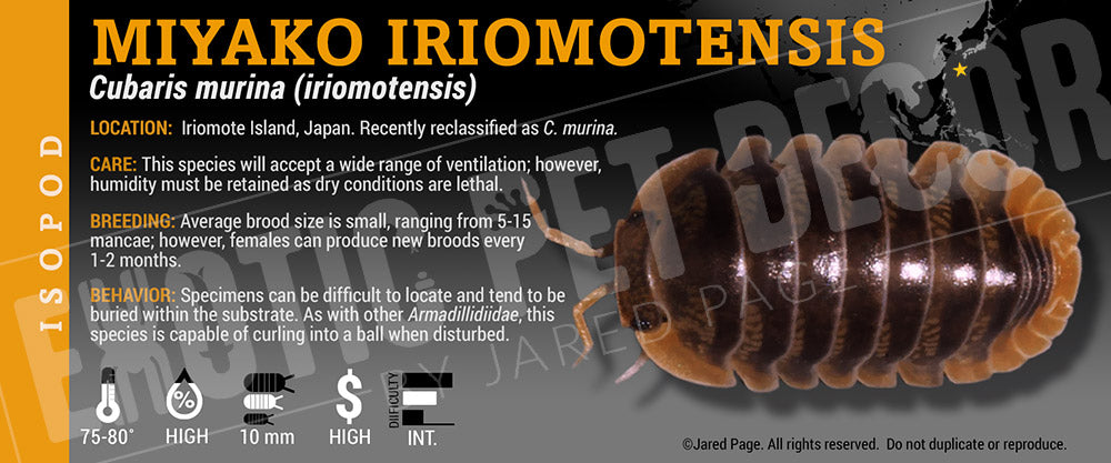 Cubaris murina (iriomotensis) 'Japan Red Edge' isopod label