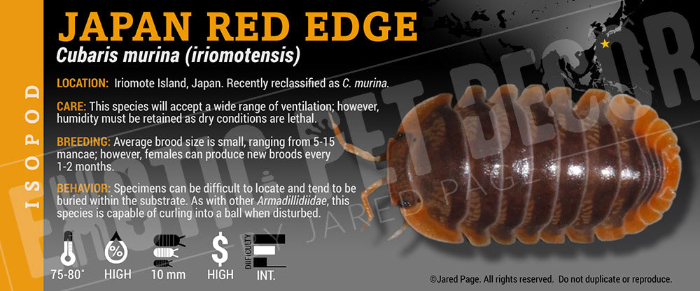 Cubaris murina (iriomotensis) 'Japan Red Edge' isopod label