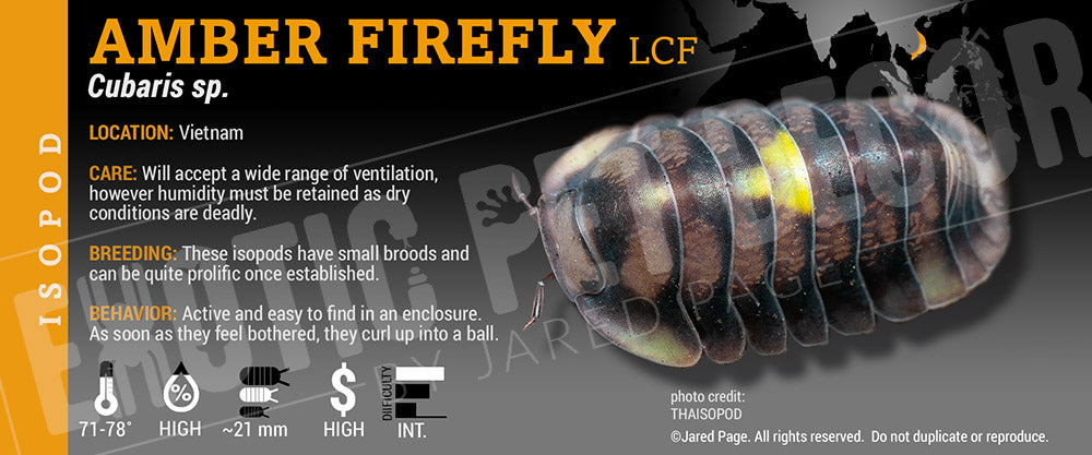 Cubaris sp 'Amber Firefly' isopod label