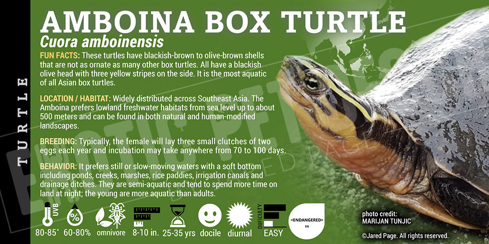 Cuora amboinensis 'Amboina Box' Turtle label