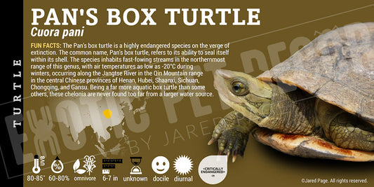 Cuora pani 'Pan's Box' Turtle
