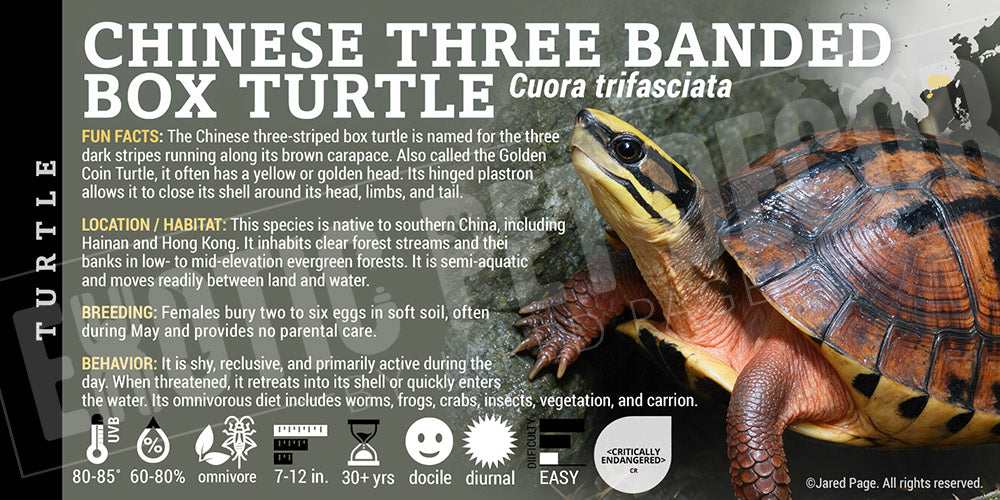 Cuora trifasciata 'Chinese Three-Banded Box' Turtle label
