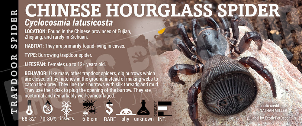 Cyclocosmia latusicosta 'Chinese Hourglass' Spider label