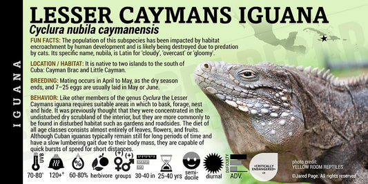 Cyclura nubila caymanensis 'Lesser Caymans' Iguana