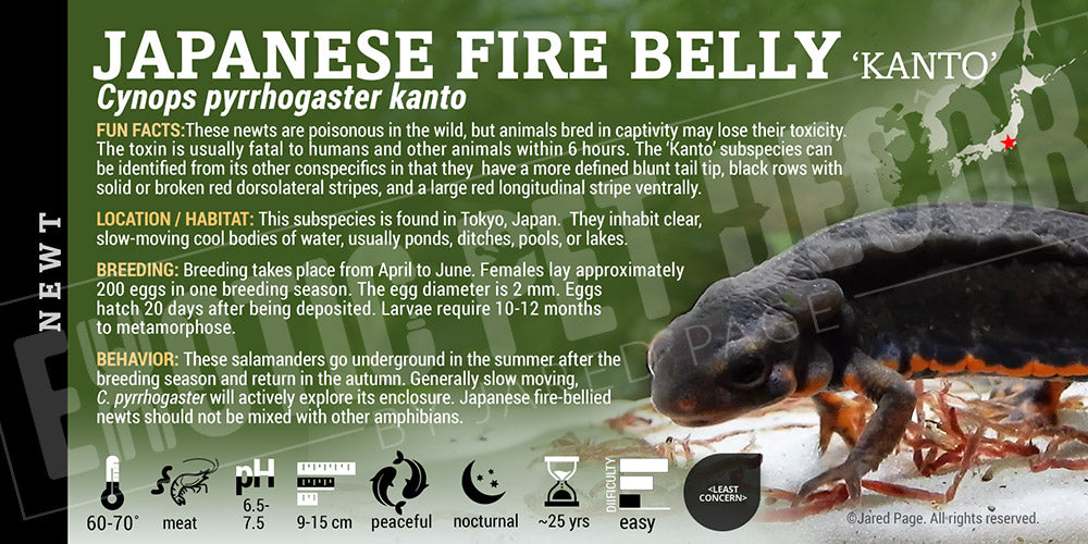 Cynops pyrrhogaster 'Fire Belly Newt'