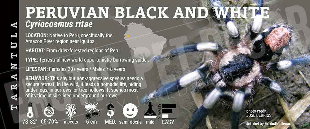 Cyriocosmus ritae 'Peruvian Black and White' Tarantula label