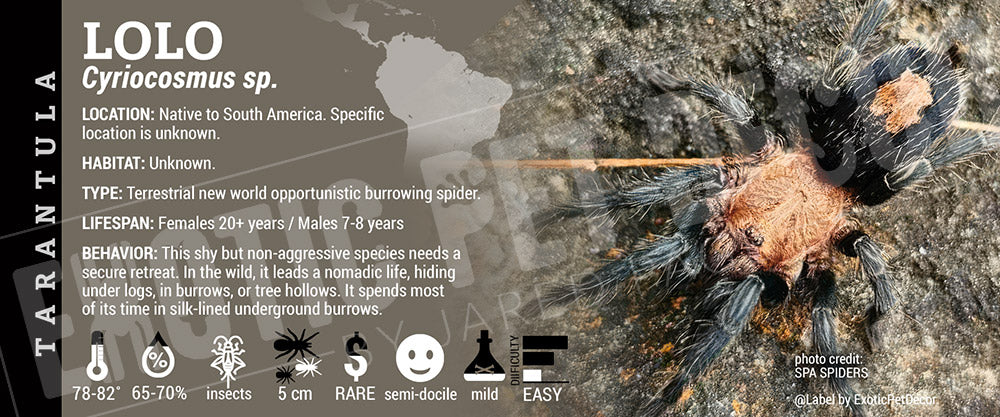 Cyriocosmus sp. 'Lolo' Tarantula label