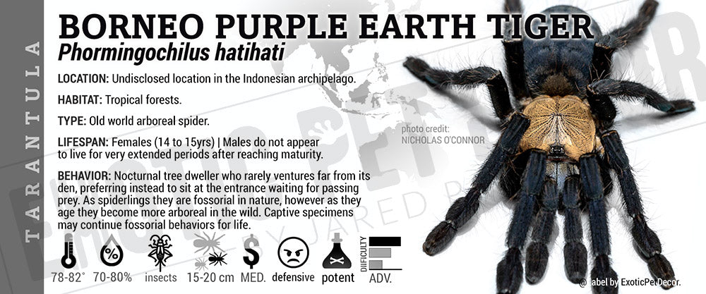 Phormingochilus hatihati 'Borneo Purple Earth Tiger' Tarantula