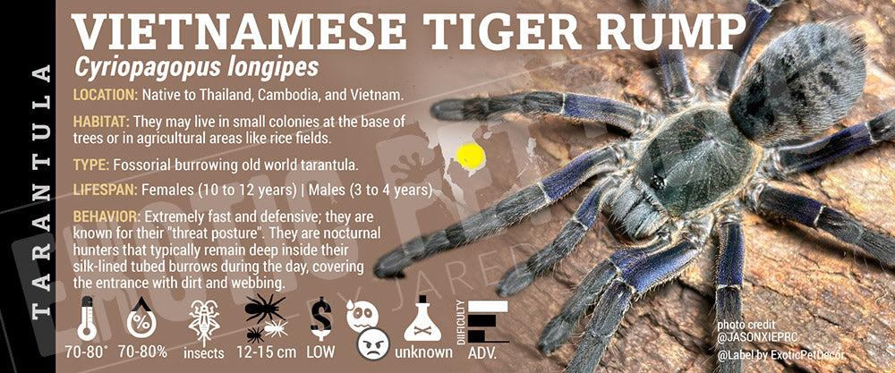 Cyriopagopus longipes 'Vietnamese Tiger Rump' Tarantula label