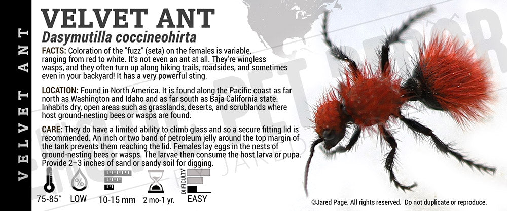 Dasymutilla coccineohirta 'Velvet Ant' label