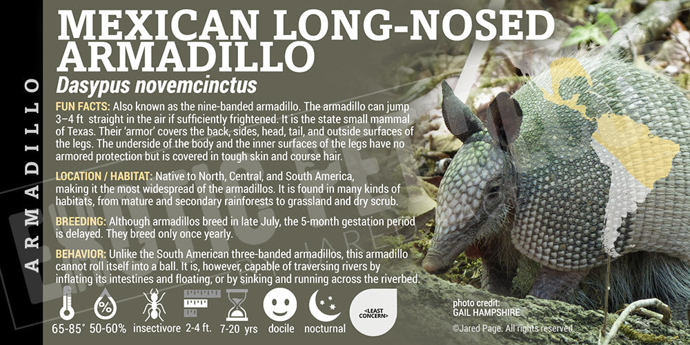 Dasypus novemcinctus 'Mexican long-nosed' Armadillo label
