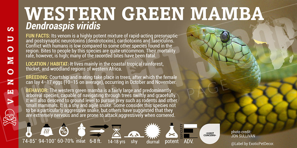 Dendroaspis viridis 'Western Green Mamba'